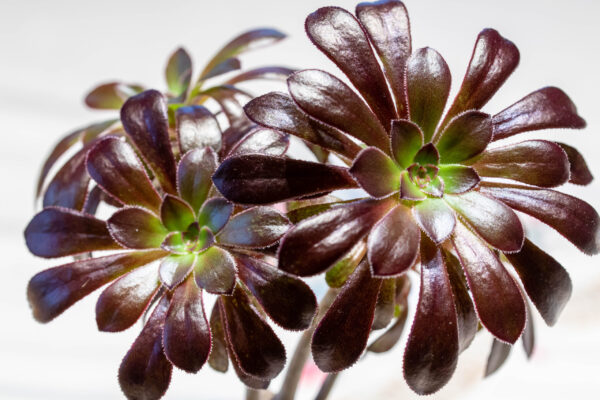 黒法師の育て方と特徴 Now Up 5