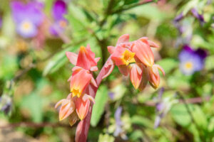 多肉植物の花 何故 枯れるのか 咲かない原因を問う Now Up 5