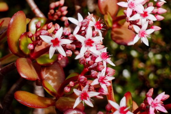 多肉植物の花 何故 枯れるのか 咲かない原因を問う Now Up 5