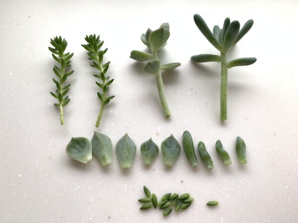 多肉植物 葉挿し根が出ない うまく育たない原因は？ - Now-up 5!